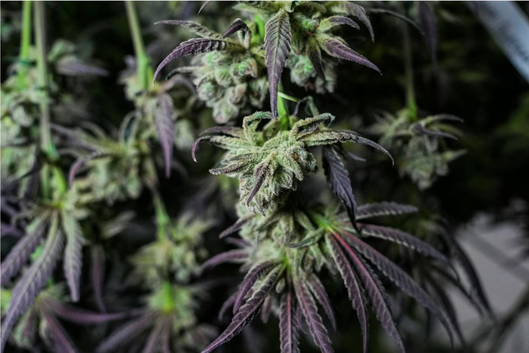 Bill outlines plan to legalize cannabis sales in Maryland by July 1